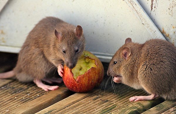 يتكون النظام الغذائي للفئران بشكل أساسي من المنتجات الحيوانية ، في حين أن النظام الغذائي للفئران هو نباتي ، ولكن في حالة عدم وجود الطعام المعتاد ، يمكن لكليهما تناول أي طعام تقريبًا.