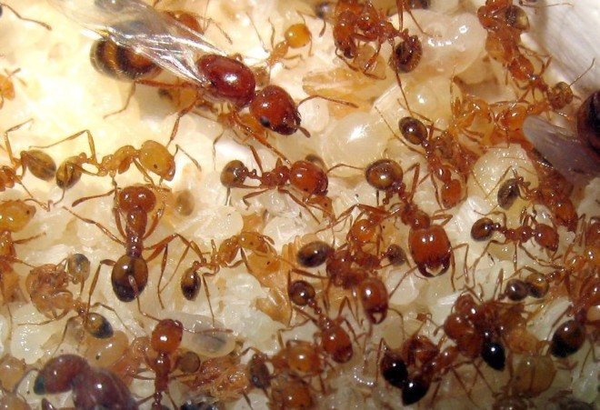 Развъждане на мравки
