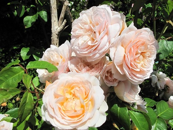 Paradise roses "Pierre de Ronsard"