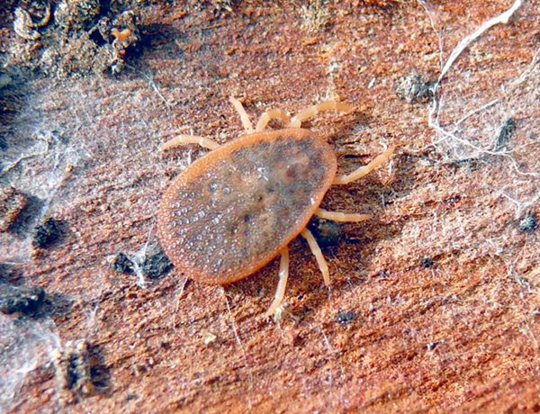 The shell mite is from the argas family.