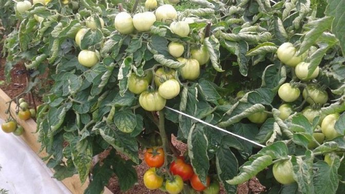 '' Early maturing, high-yielding and versatile tomato