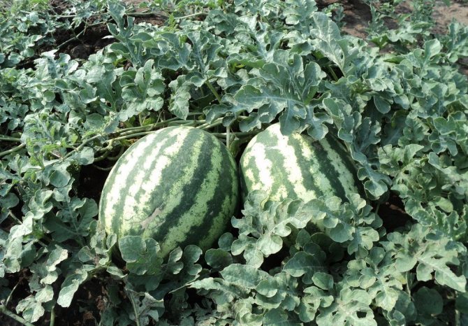Early watermelons