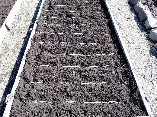 early sowing of vegetables - carrots
