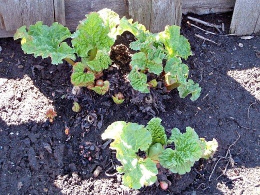 early sowing of vegetables - rhubarb