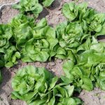 předčasný výsev zeleniny - salát