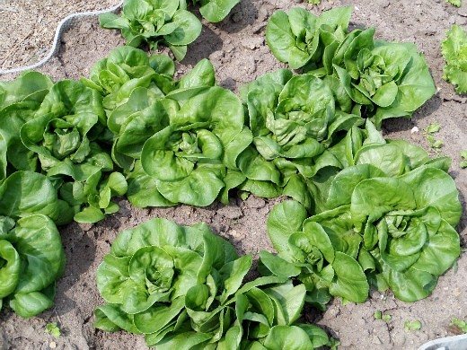 însămânțarea timpurie a legumelor - salată