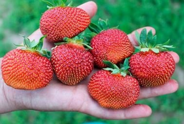 Early varieties of strawberries