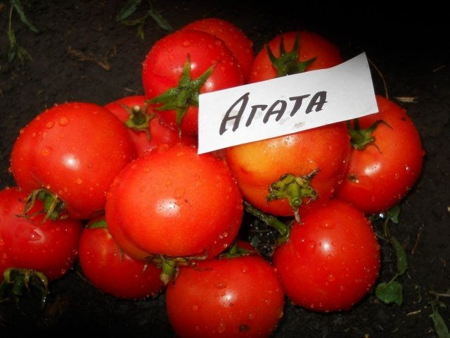 Varieti awal tomato agate yang rendah