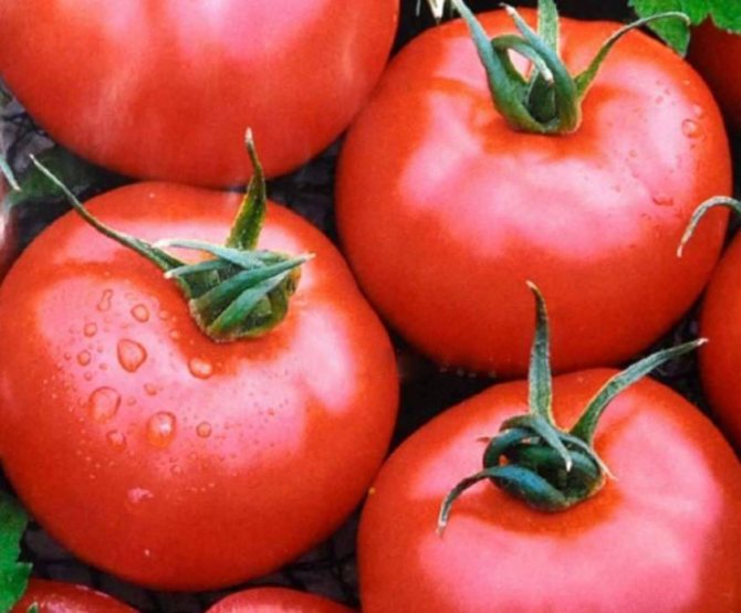 Tidiga sorter av undermåttiga tomater Benefis