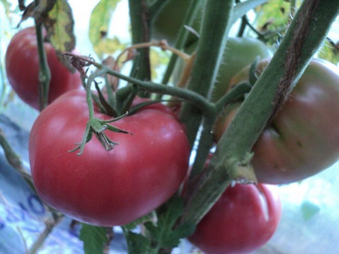 Tidiga sorter av lågväxande tomater King of the early