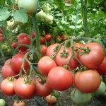Early varieties of low-growing tomatoes Raspberry Visonte