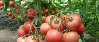 Varieti awal tomato tumbuh rendah Raspberry Visonte