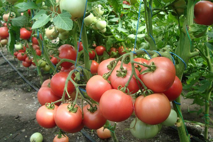 أصناف مبكرة من الطماطم منخفضة النمو Raspberry Visonte