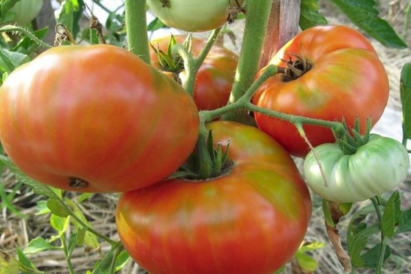 Varieti awal tomato tumbuh rendah Siberian Trump