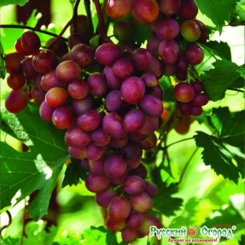 Ранни сортове грозде за средната лента. Грозде: ТОП-7 сорта за средната лента
