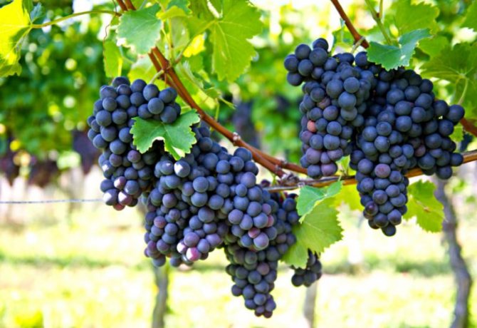 Ранни сортове грозде за средната лента