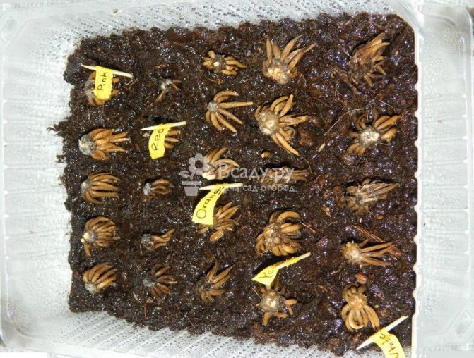 Ranunculus - plantare și îngrijire în containere la domiciliu