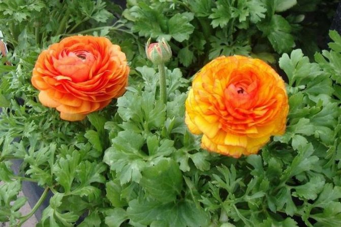 Ranunculus: planting and care in the open field