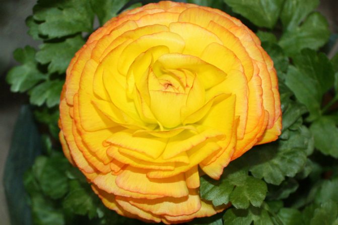 Ranunculus: planting and care
