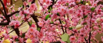 Blossom, cherry orchard! Lumalagong mga seresa
