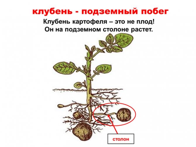 Die Position des Stolons und der Knolle auf einem Kartoffelbusch