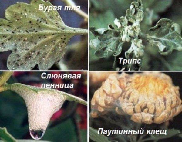 Common diseases of Dubka (Korean chrysanthemum)