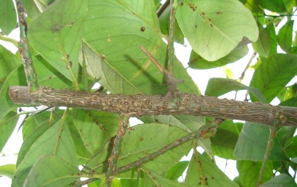 Чести паразити, които могат да атакуват домашно отглеждан лимон: брашнести червеи, мащабни насекоми, паякови акари