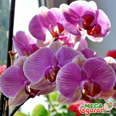 Common varieties of indoor orchids