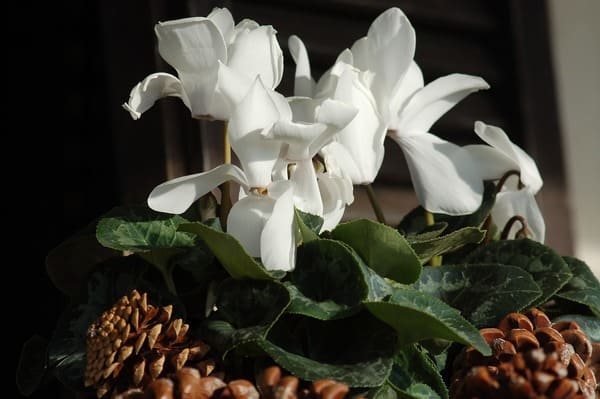Blommande vit cyklamen