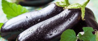 Seedling eggplant