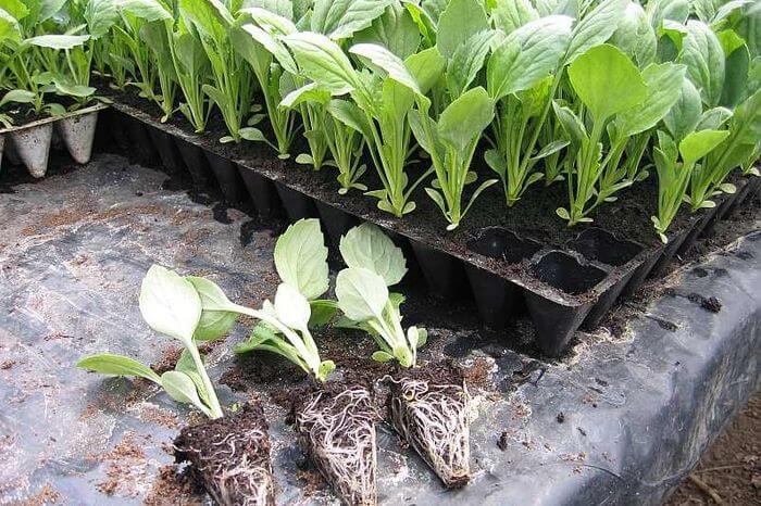 Seedlings of white cabbage