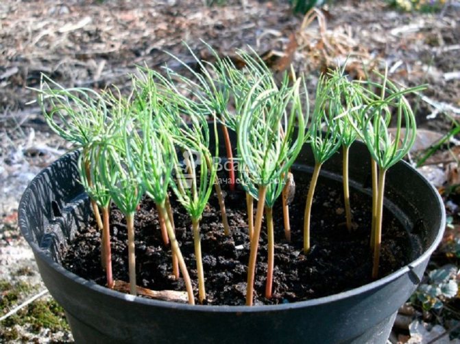 Seedlings of conifers: growing conditions and care