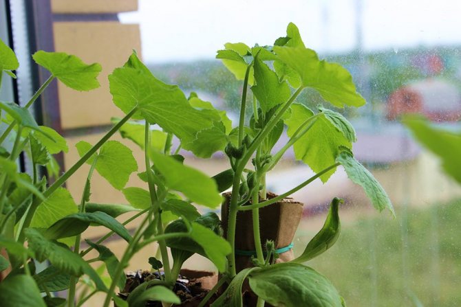 Plantor av zucchini på fönsterbrädan