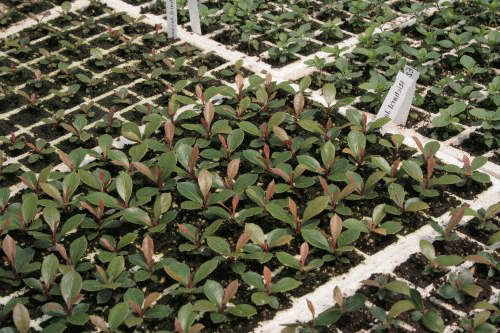 Calmia seedlings photo