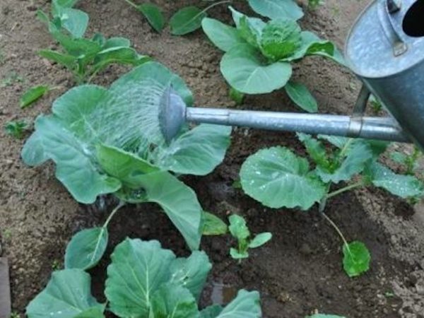 Cabbage seedlings Sugarloaf intensively consumes nutrients during the period of active growth