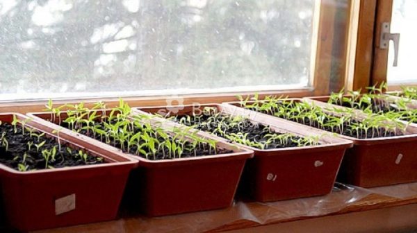 Clarkia seedlings