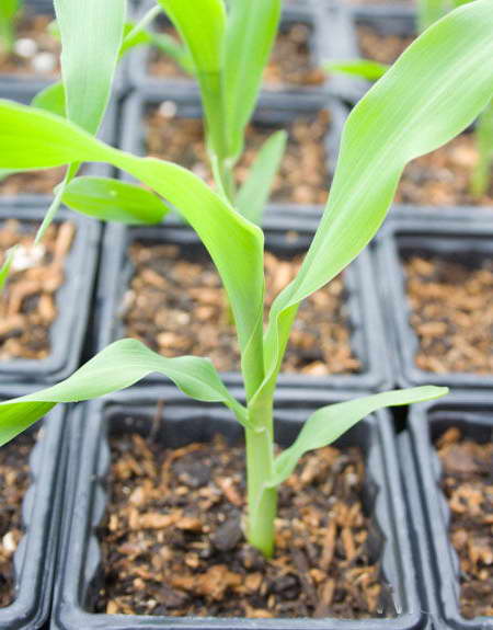 Seedling corn photo