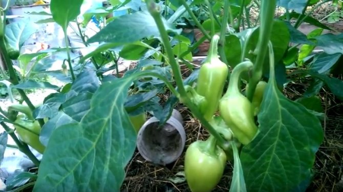 Seedling Swallow sa isang greenhouse