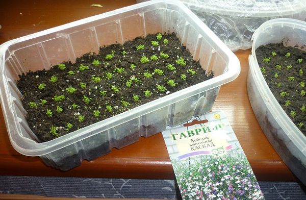 Lobelia seedlings