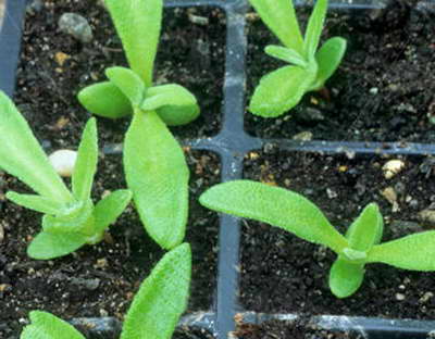 Seedling mesembryanthemum photo