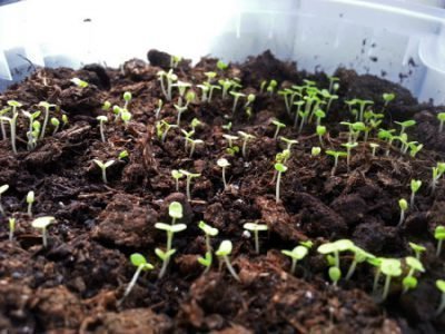 Mint seedlings