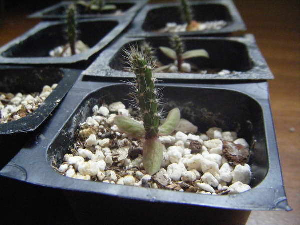 Seedlings of prickly pear from seeds photo