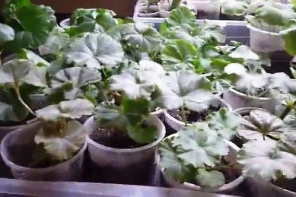 mga punla ng pelargonium mula sa mga binhi
