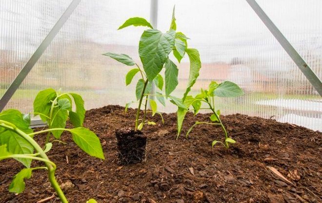Mga seedling ng balahibo sa greenhouse