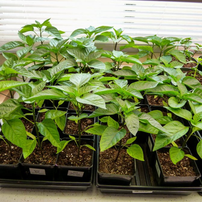 Seedling peppers
