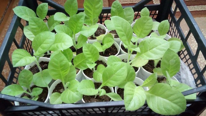 tobacco seedlings in cups in a box