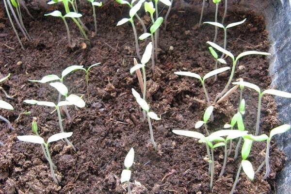 tomato seedlings sprout