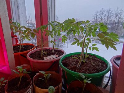 seedlings-tomatoes-persimmon-photos