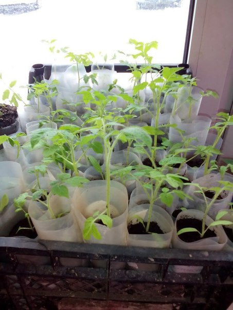 Tomato seedlings in film