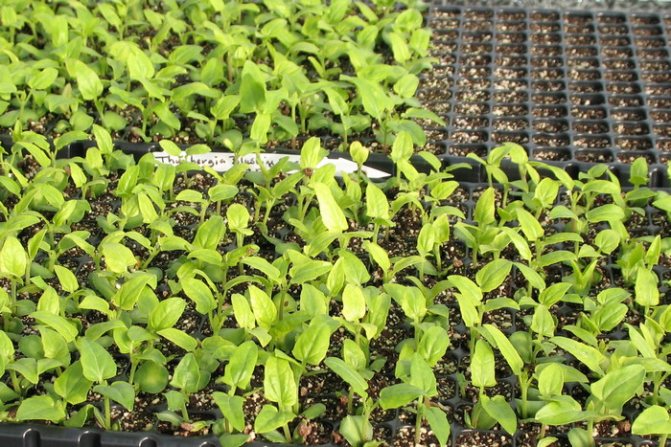 Seedling of tunbergia